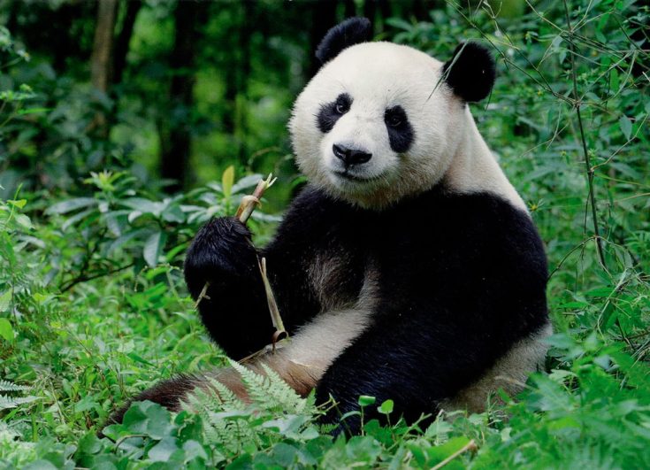 большая панда