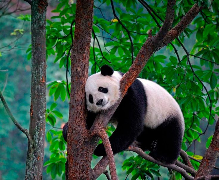 Где есть панды в зоопарках. Где живут панды? Обняться с большой пандой