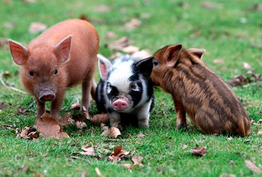 Мини-майялино порода свиней: описание, характеристики, содержание и отзывы