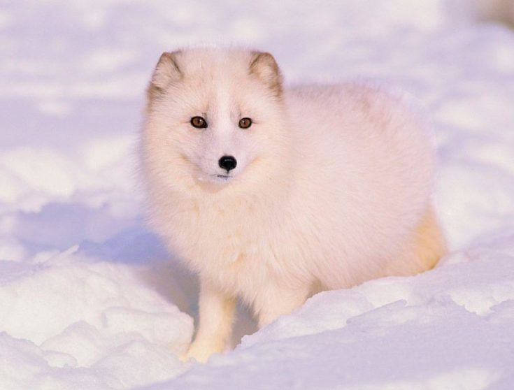 Песец (полярный лис): виды, повадки и образ жизни. Полярный песец (полярная лисица)
