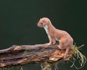 Зверь ласка фото чем питается