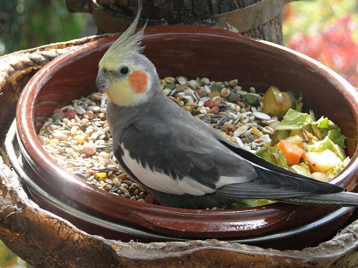 Чем кормить попугая корелла