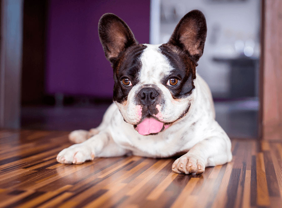 Породы собак для квартиры: ТОП 30 с фото и названиями