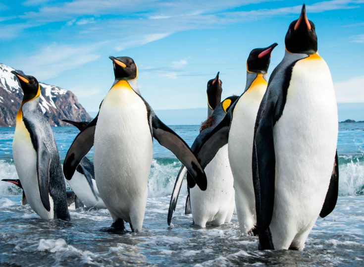 Кто такой пингвин птица или животное?