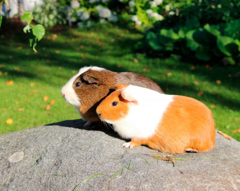 Морская свинка: описание пород, содержание в домашних условиях