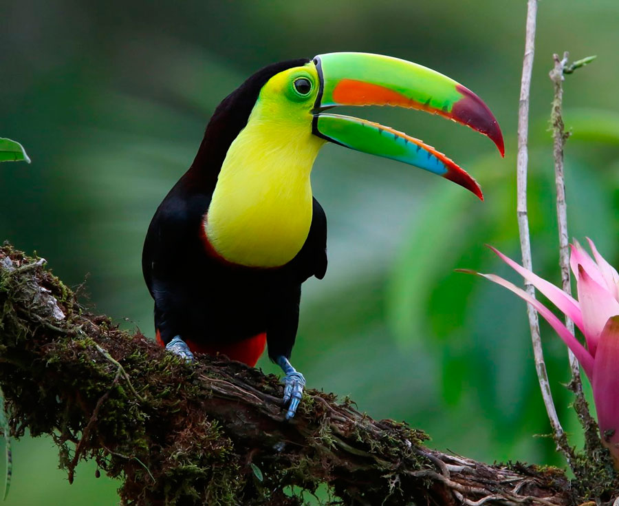Виды Тропических Птиц Фото И Названия