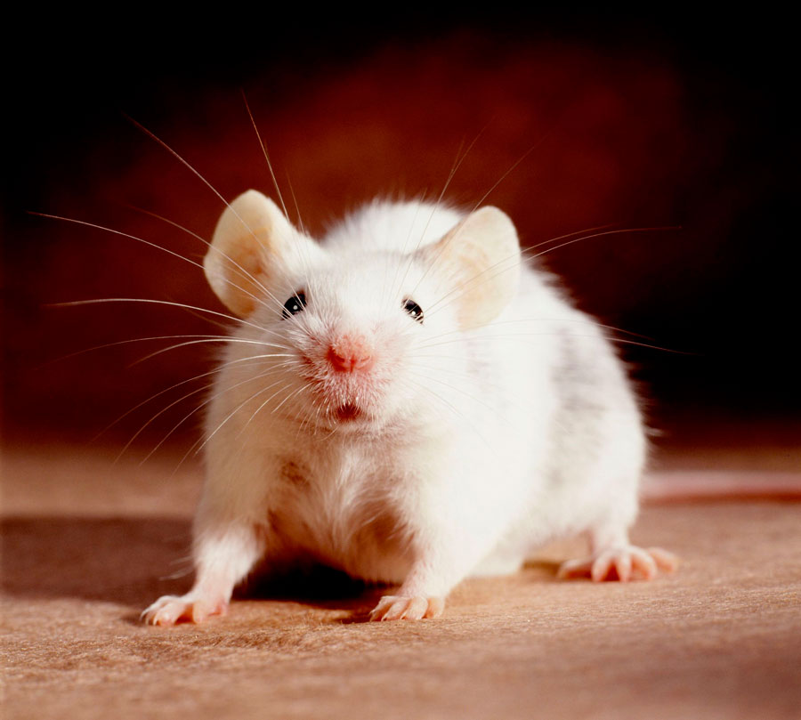 Лечение домашних крыс