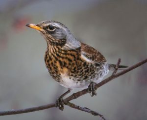 Птица дрозд фото и описание живут