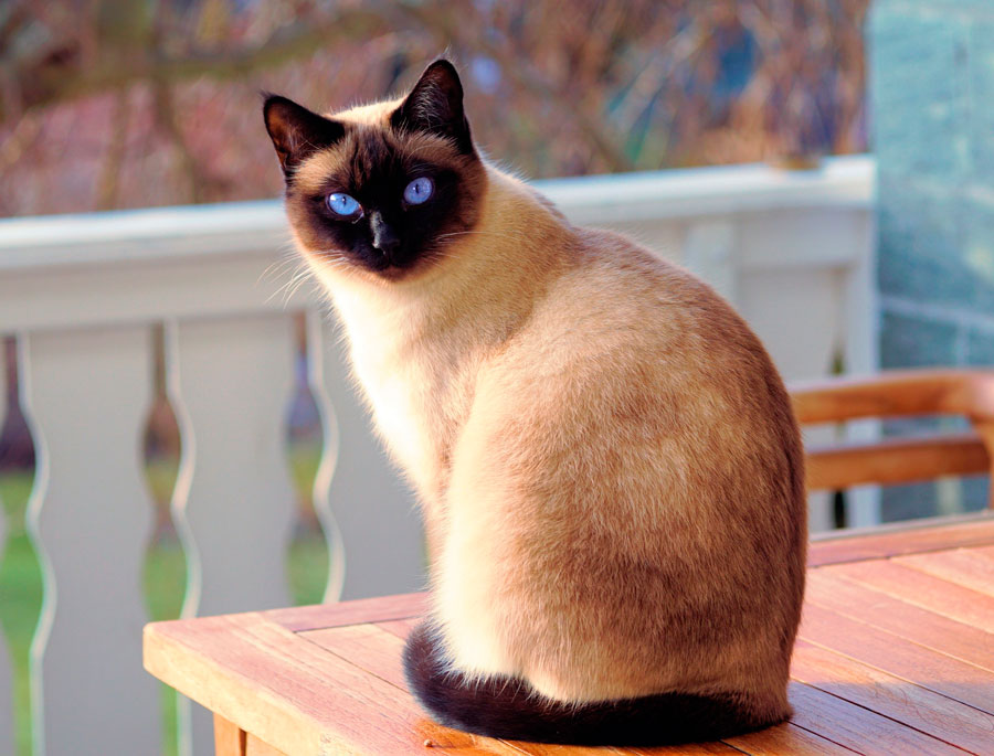 сиамская кошка фото описание породы характер