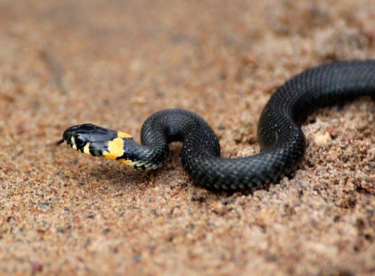 Образ жизни змеи, среда обитания ужа