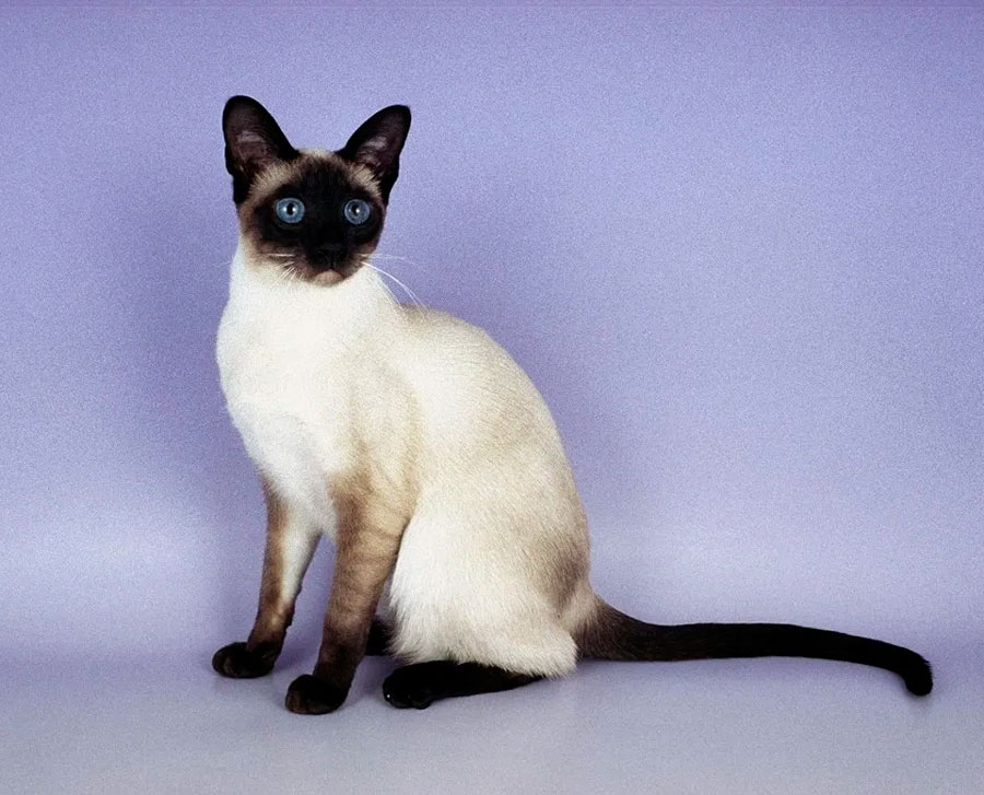 сиамская кошка размножение