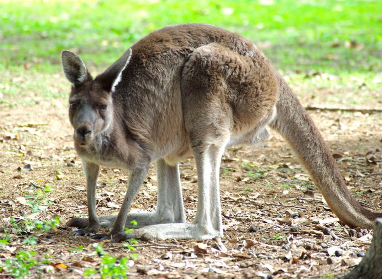 Шампунь с кенгуру aussie фото