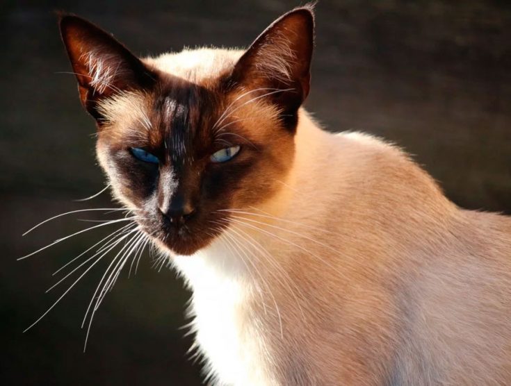 сиамская кошка сколько живут