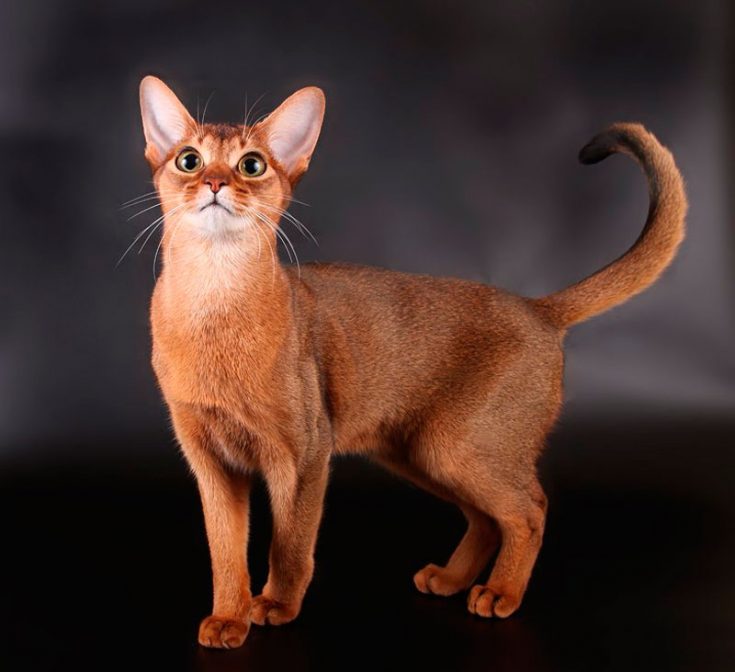 абиссинская кошка история происхождения