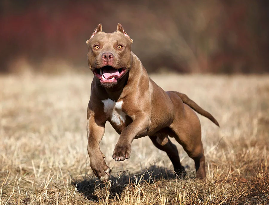 Самая сильная бойцовская собака: стойкие и доблестные породы для боевых схваток