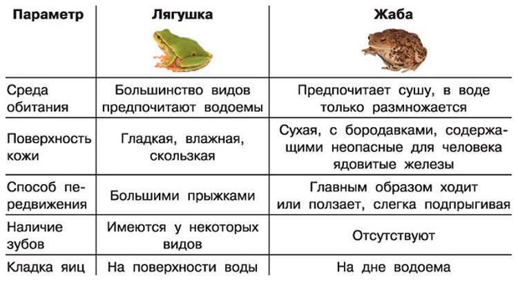 Внутреннее различие головастика и лягушки. Различия между лягушкой и жабой. Сходство и различие лягушки и Жабы. Жаба и лягушка отличия и сходство. Отличия лягушки от Жабы 2 класс.