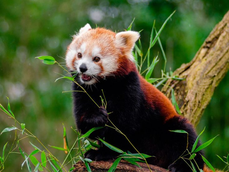 Сколько всего в мире осталось красных панд?