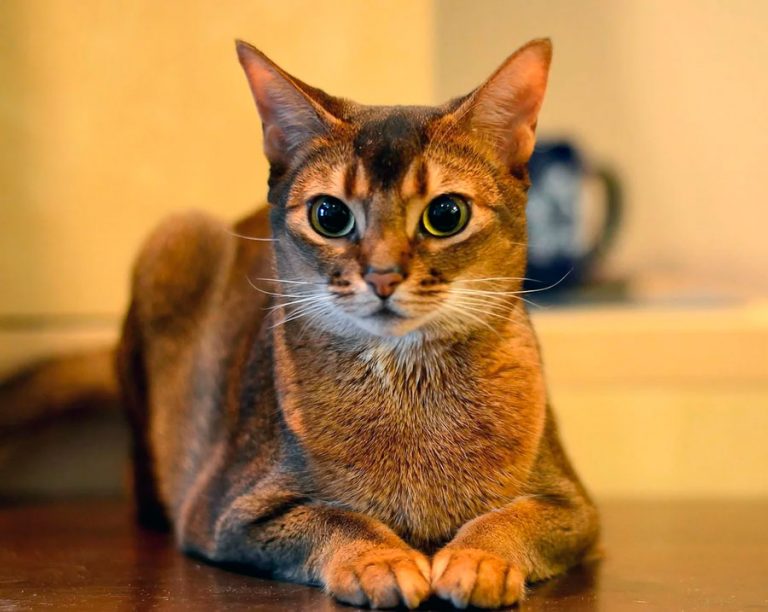 Абиссинский кот фото сколько стоит