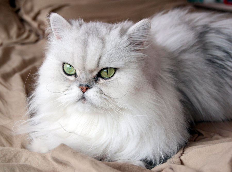 Белая Персидская Кошка Фото