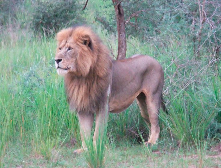 Конголезский лев