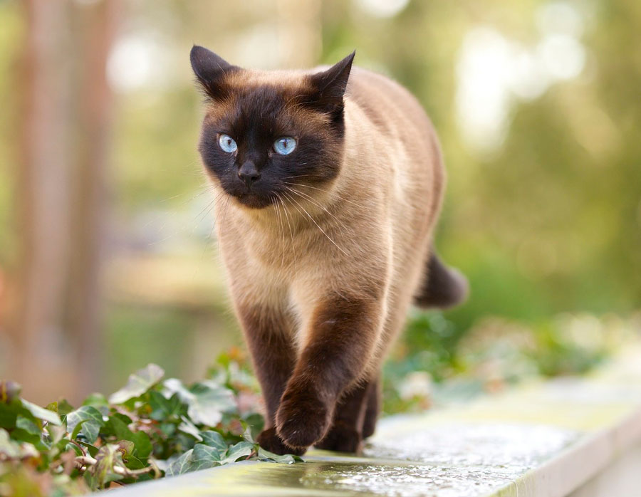 тайская кошка характер и поведение