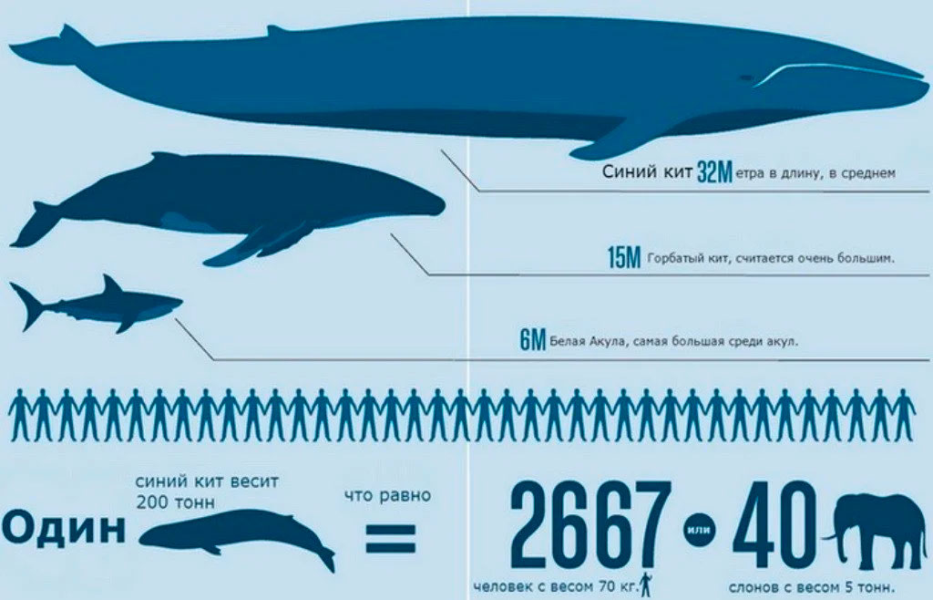 Синий кит: описание, сколько живет и весит, чем питается
