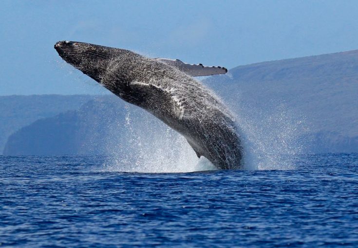 Размер языка у синего кита