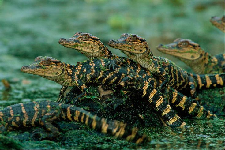 Мире животных как крокодилы охотятся
