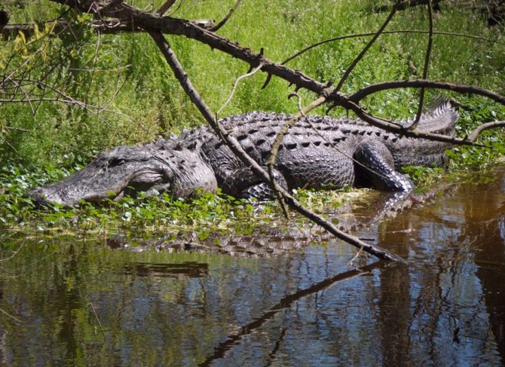 Мире животных как крокодилы охотятся