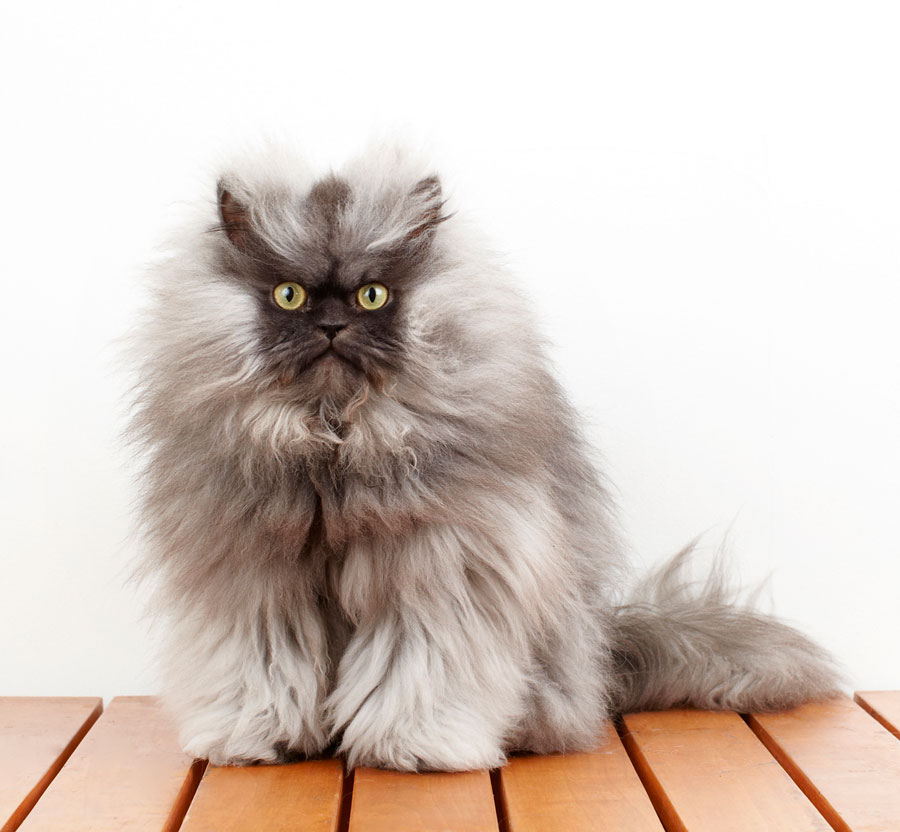 Пушистые породы кошек: ТОП 10 с фотографиями и названиями