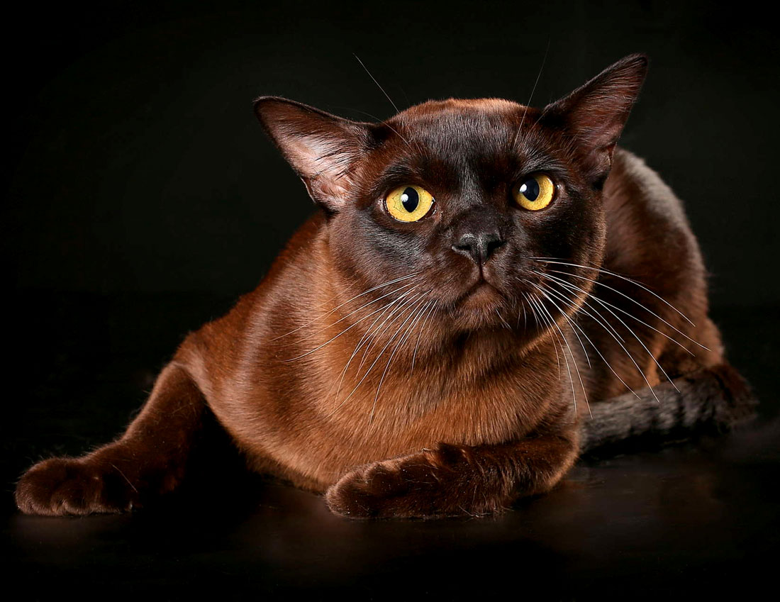 Бурма кошка фото
