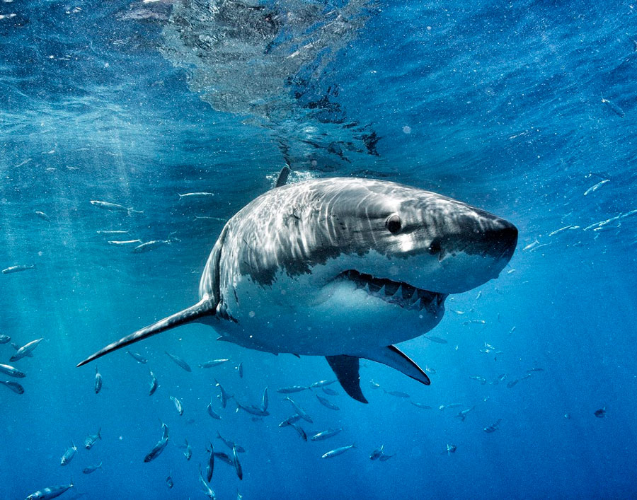 Белая акула фото (500 фото)