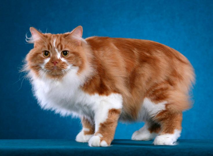Кимрская кошка