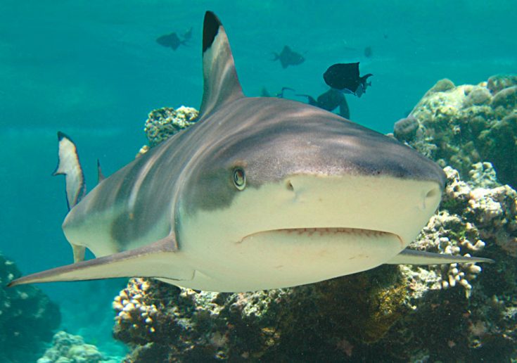 Серая акула обыкновенная