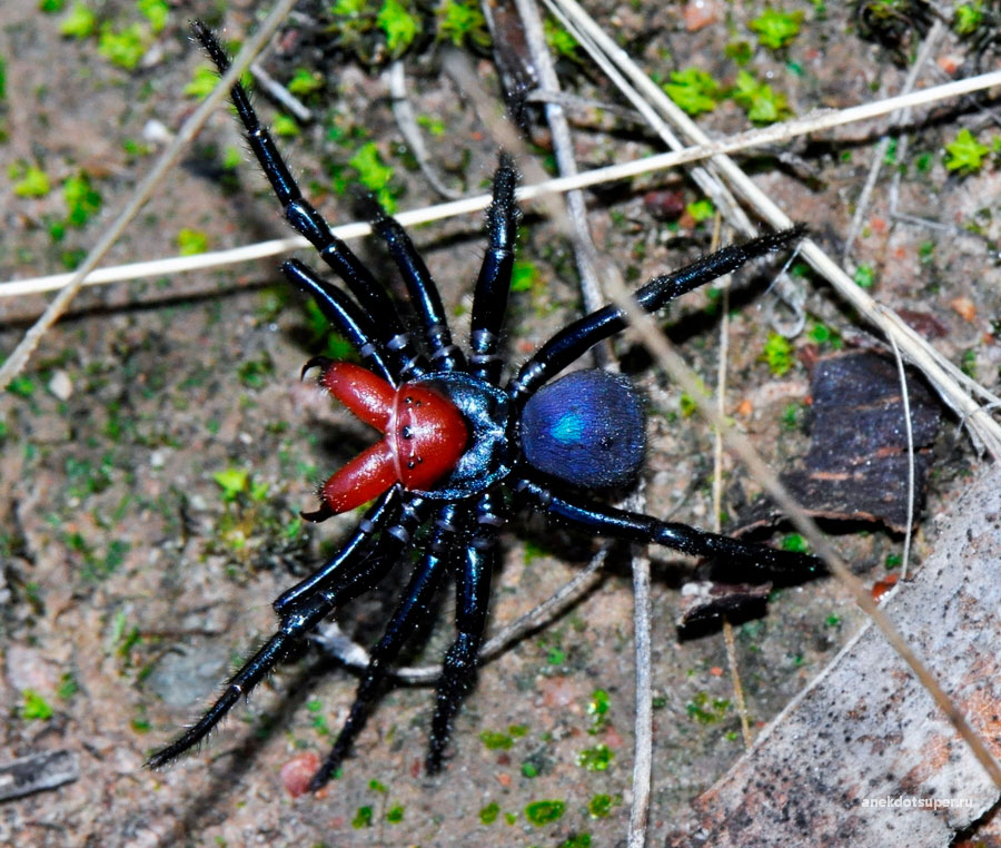 Алиса включи паука. Мышиный паук Missulena. Missulena occatoria. Арахнид паук ядовит. Австралийский красноспинный паук.