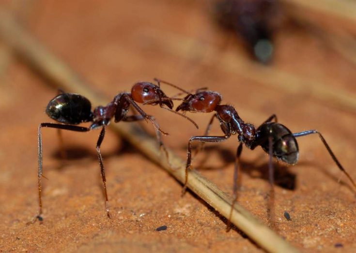 Мясной муравей