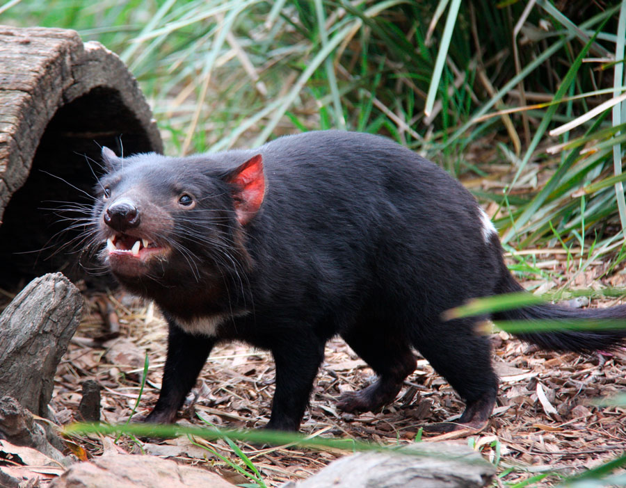 Тасманский дьявол австралия фото
