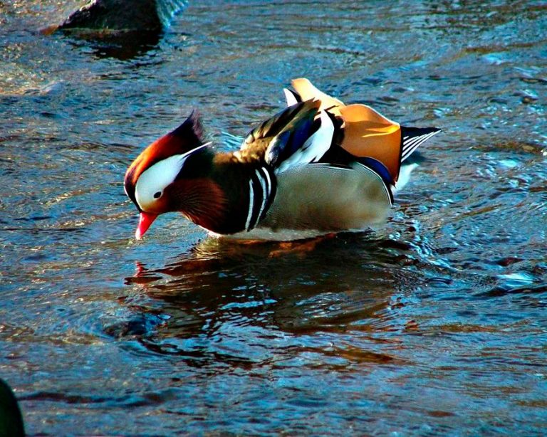 Утка Мандаринка: описание, где обитает, что едят, сколько живет