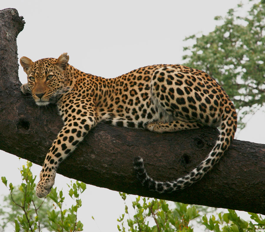 Леопард: где обитает, чем питается, сколько живет, описание