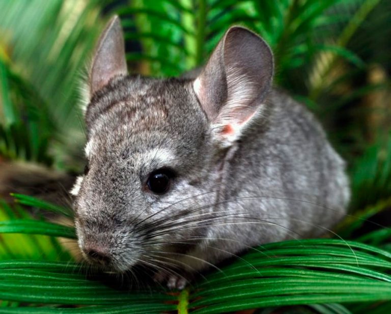 Шиншилла: описание, где обитают, чем питаются, сколько живут