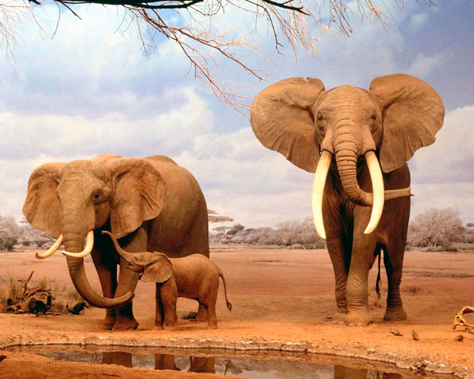 Слоны: описание животного, сколько живут, чем питаются