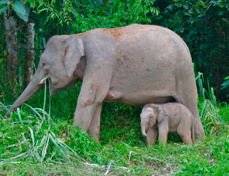Борнейский слон
