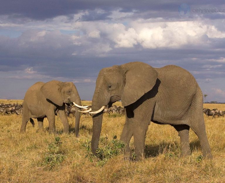 охота на слонов запрещена