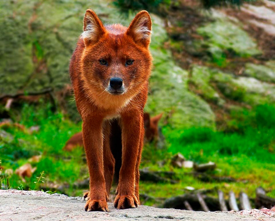 Красный волк: описание, где обитает, чем питается, сколько живет