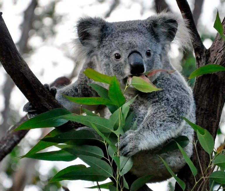 Коала фото животного с детенышем