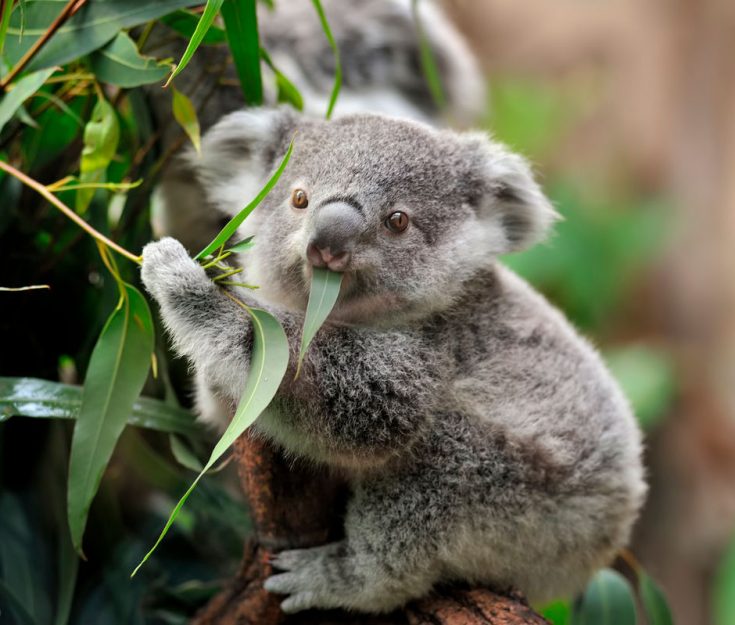 Чем питается коала