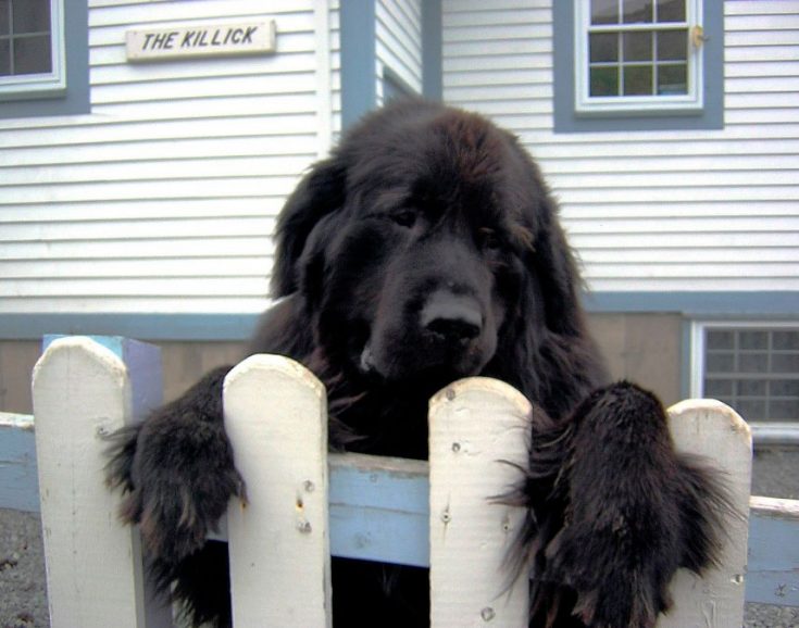 Ньюфаундленд порода собак описание породы и чем