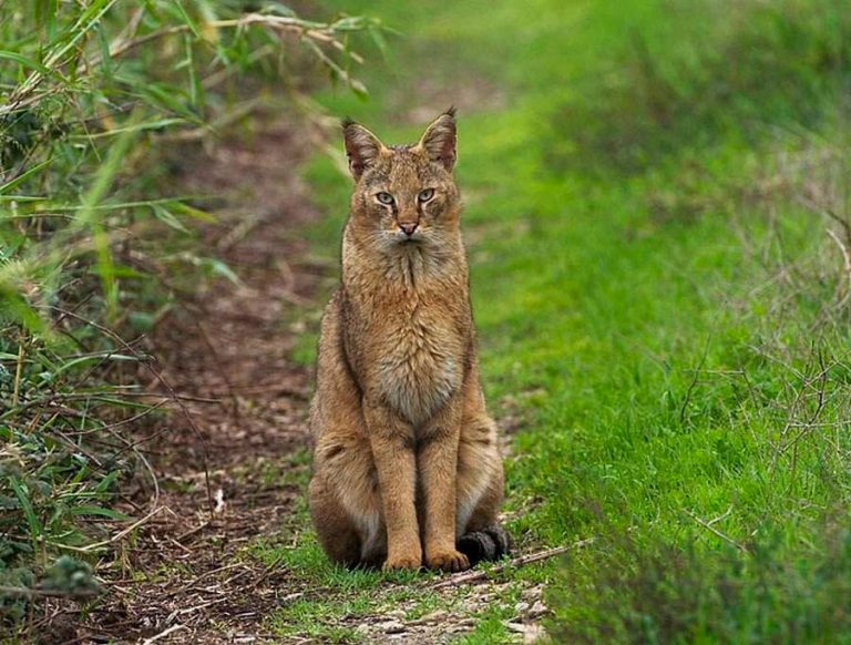 Астраханский камышовый кот котята фото