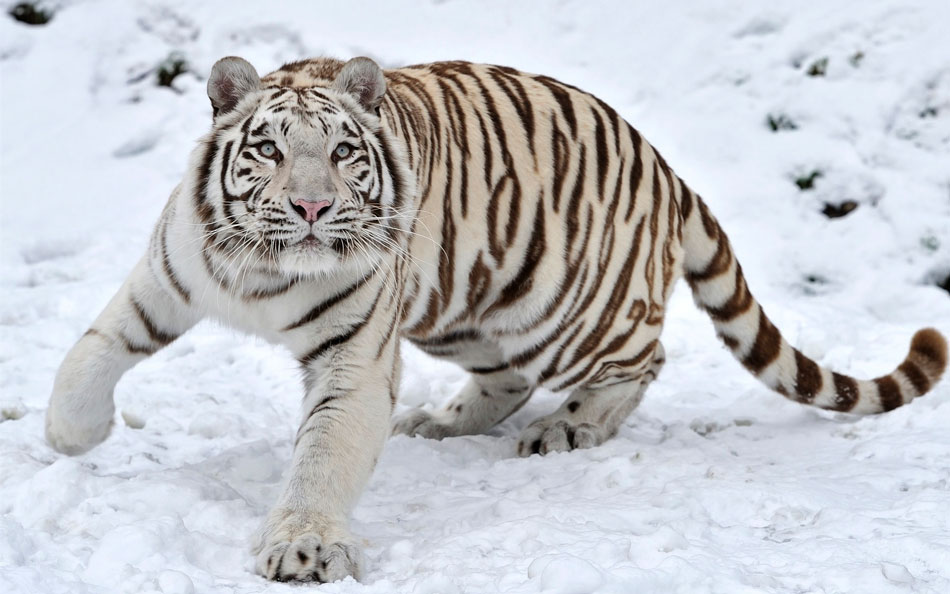 Белый тигр: описание животного, где обитает, чем питается