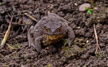 Земляная жаба